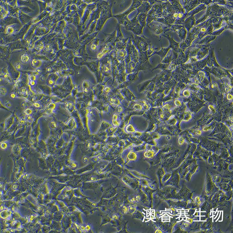 GL261（小鼠胶质瘤细胞）,GL261