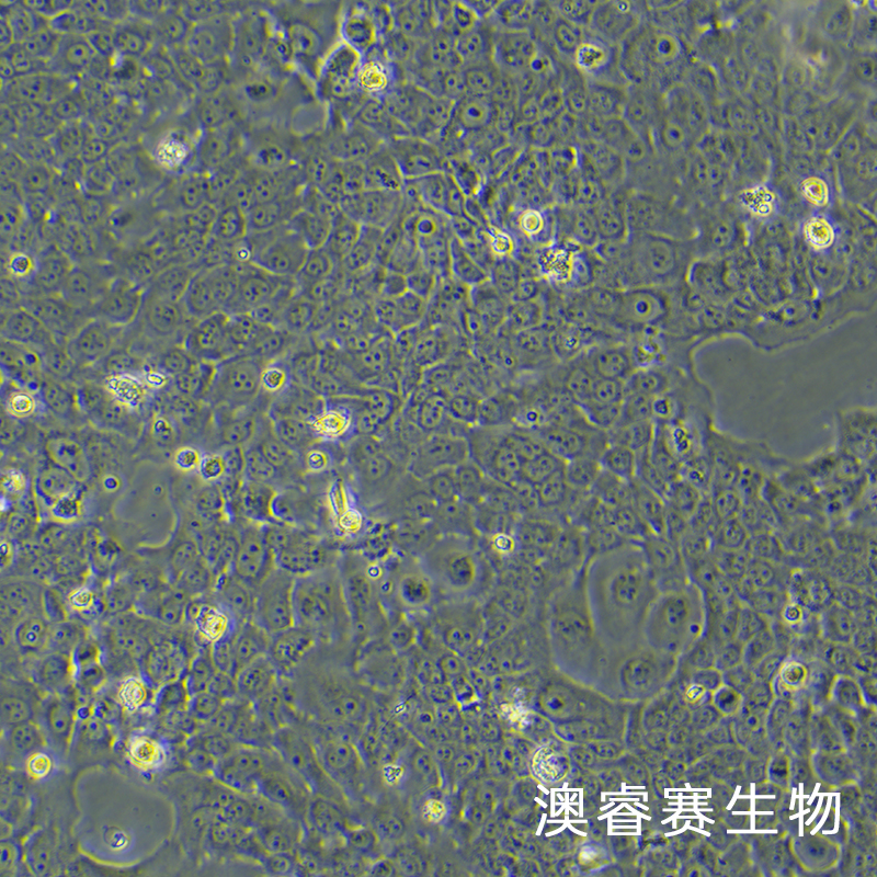 HT-3（人子宫颈癌细胞）,HT-3