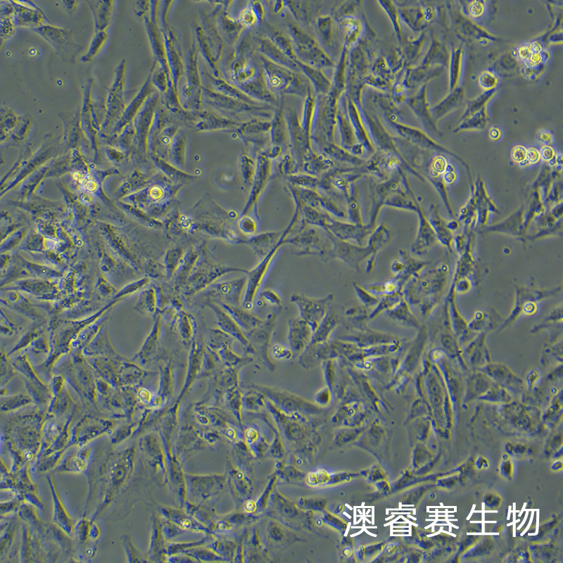 RS1（大鼠皮膚成纖維樣細胞）,RS1