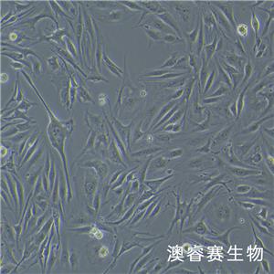 MAEC（小鼠主动脉内皮细胞）,MAEC