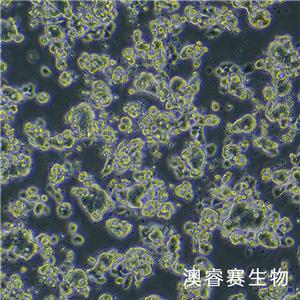 LS513（人结直肠癌细胞）,LS513