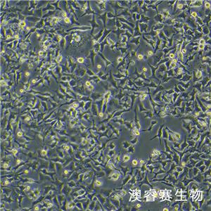 LMH（鸡肝癌细胞）,LMH