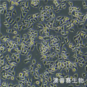 HCCLM3（高转移人肝癌细胞）