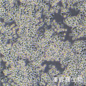 RLE-6TN（大鼠肺泡Ⅱ型细胞）