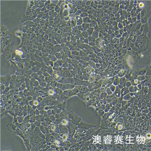 ZR-75-30（人乳腺癌细胞）,ZR-75-30