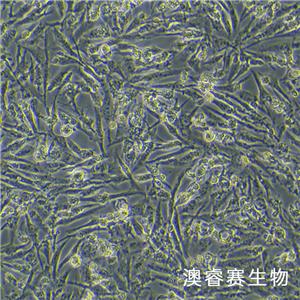 C643（人甲状腺癌细胞）