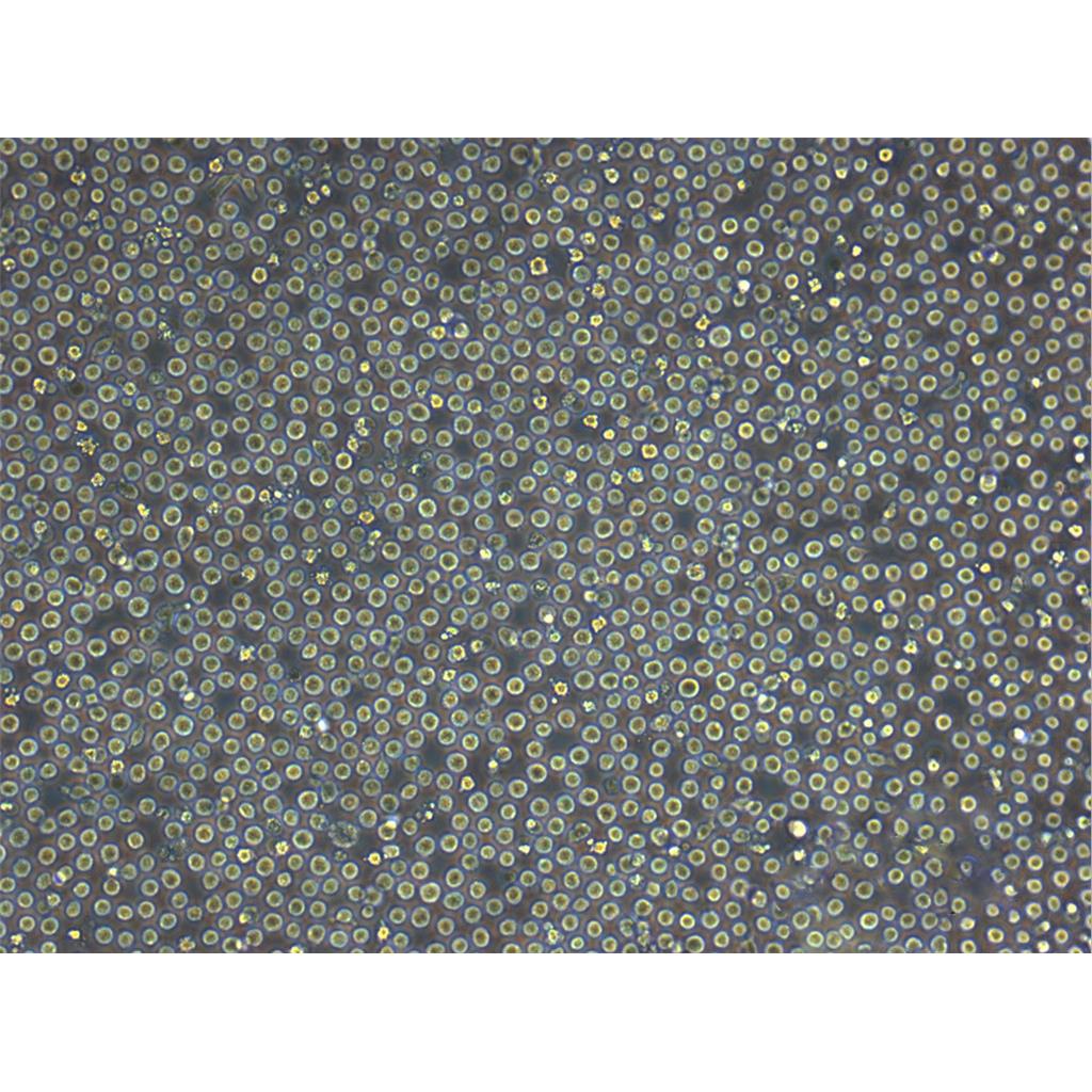 PA317 Cells小鼠胚胎成纤维细胞专业保种|STR图谱,PA317 Cells