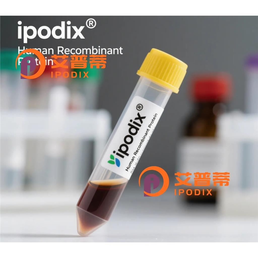4E BP2抗体,Mouse Monoclonal 4EBP2 Antibody