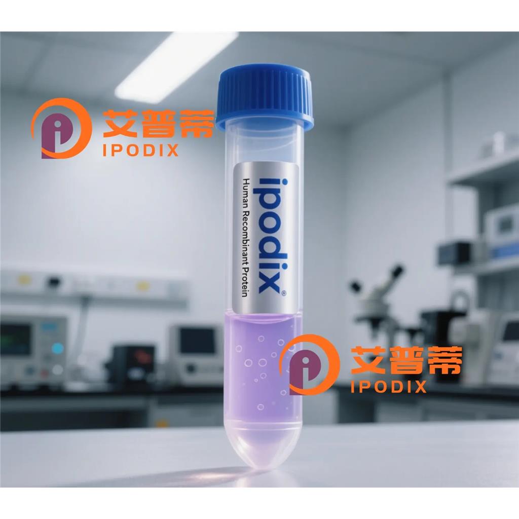 ATG12抗体,Rabbit Monoclonal ATG12 Antibody