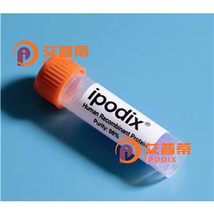 Phospho-Smad2/3 (Thr8)抗体;Phospho-Smad2/3 (Thr8) Antibody—艾普蒂