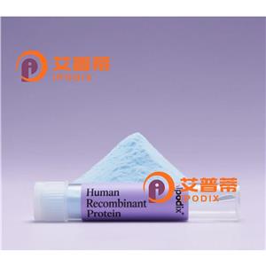 Hsp40抗体,Mouse Monoclonal Hsp40 Antibody