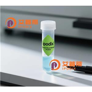 ASK1抗体,Rabbit Monoclonal ASK1 Antibody