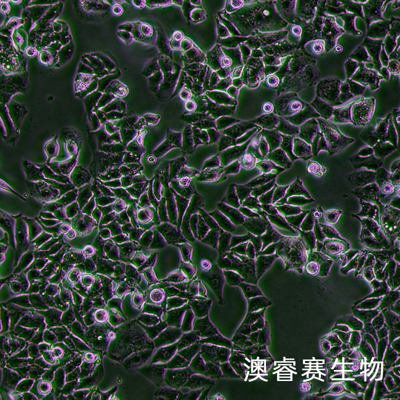MUTZ-3（急性非淋巴白血病細(xì)胞）,MUTZ-3