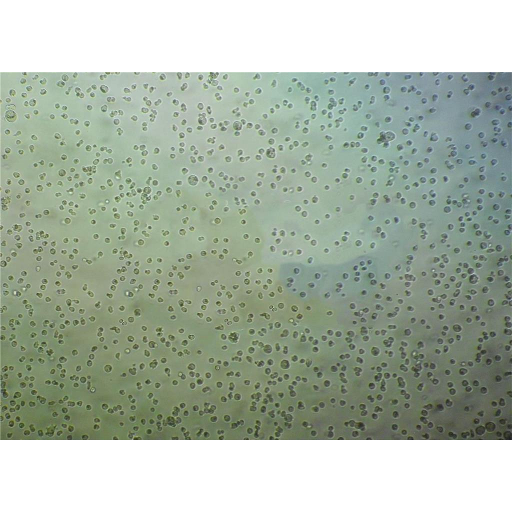 RAG Cells小鼠肾腺癌细胞专业保种|STR图谱,RAG Cells