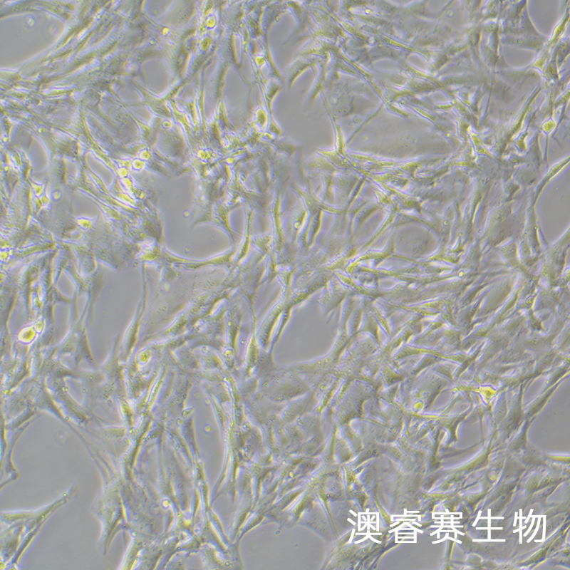 HBZY-1（大鼠腎小球系膜細胞）,HBZY-1