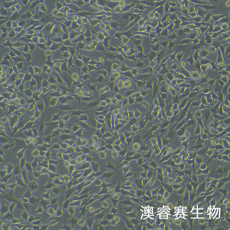 ATDC5（小鼠胚胎瘤细胞）,ATDC5