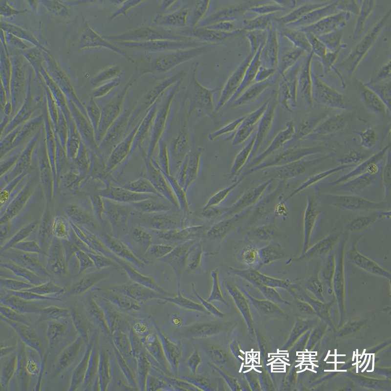 BEAS-2B（人支氣管上皮細胞）,BEAS-2B