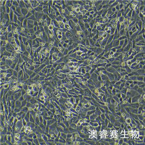 HT22（小鼠海馬神經(jīng)元細(xì)胞系）