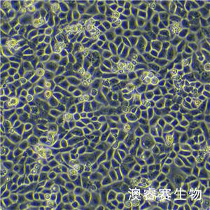 16HBE（人支氣管上皮樣細胞）