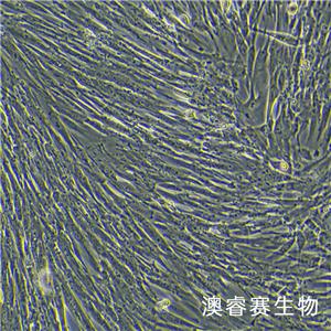 MRC-5（人胚肺成纖維細(xì)胞）