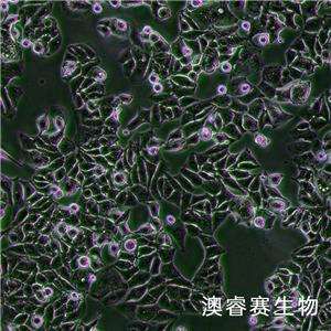 MUTZ-3（急性非淋巴白血病細(xì)胞）,MUTZ-3
