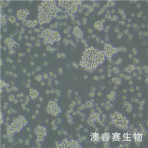 Jurkat（人急性T淋巴细胞白血病细胞）