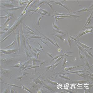 HFF（人正常皮膚細(xì)胞）