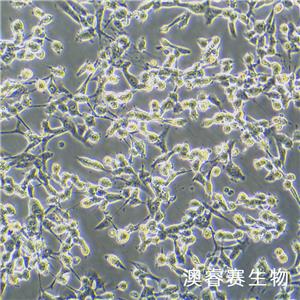 3T3-Swiss albino（小鼠胚胎成纤维细胞）