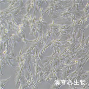 HBZY-1（大鼠肾小球系膜细胞）