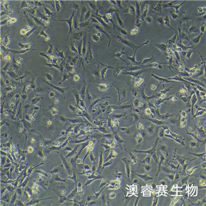 IEC-6（大鼠小腸隱窩上皮細(xì)胞）