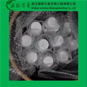 β-半乳糖苷酶,β-Galactosidase