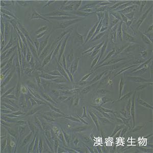 BEAS-2B（人支氣管上皮細(xì)胞）