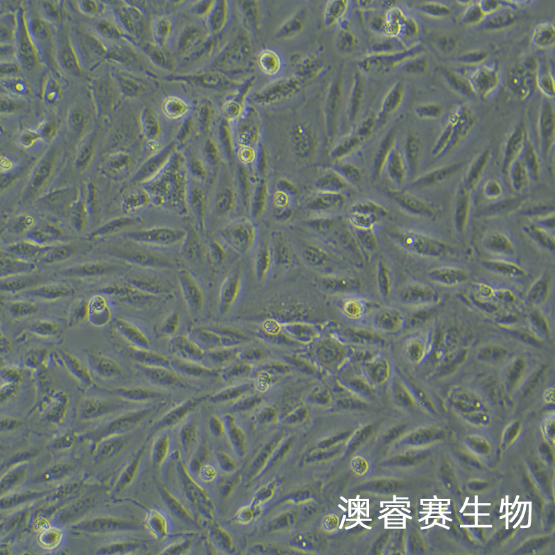 A498（人肾癌细胞）,A498