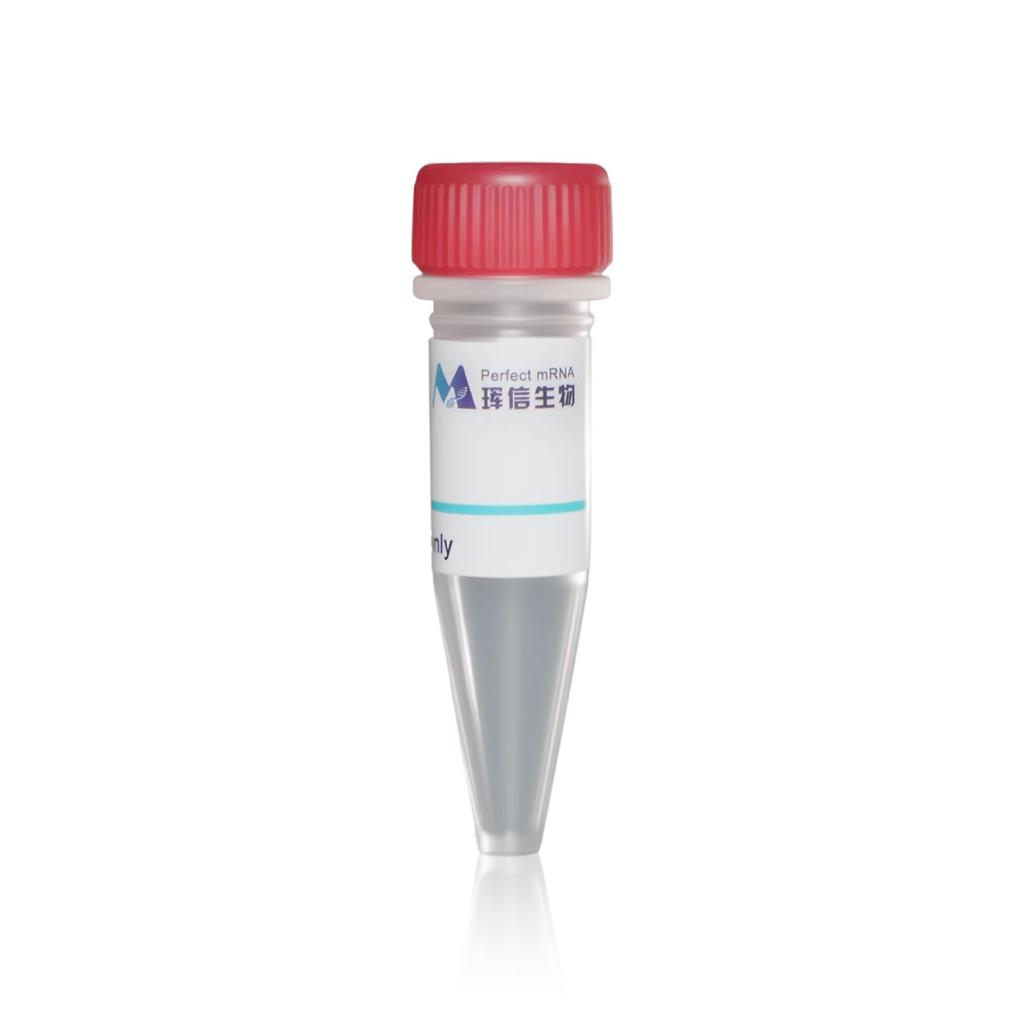 cys-PROTEIN G蛋白,cys-PROTEIN G