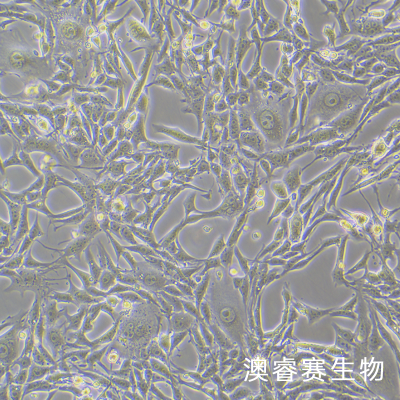 Renca [RenCa]（小鼠肾癌细胞）,Renca [RenCa]