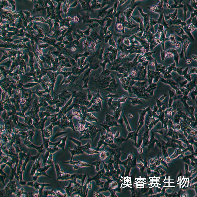 SK-N-BE2（人神经母细胞瘤细胞）,SK-N-BE2