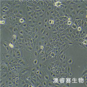 SCC-9（人類鱗狀上皮舌癌細(xì)胞）