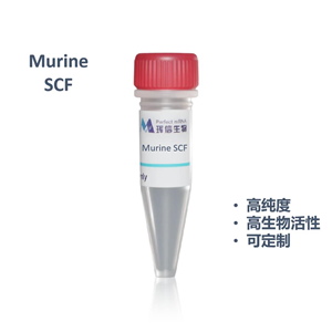 Murine SCF蛋白