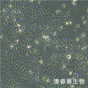 RWPE-1（人正常前列腺上皮細(xì)胞）