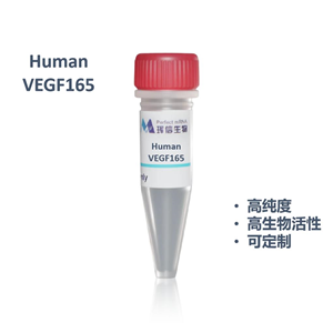 Human VEGF165蛋白,Human VEGF165