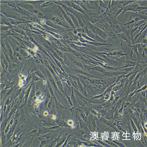 HSF（人皮膚成纖維細胞）