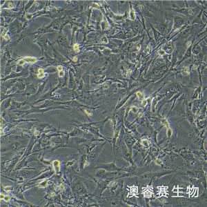 HL-1（小鼠心肌细胞）