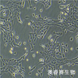 MCF 10A（人正常乳腺上皮細(xì)胞）