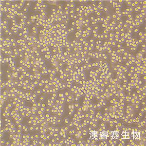 Sp2/0-Ag14（小鼠骨髓瘤细胞）