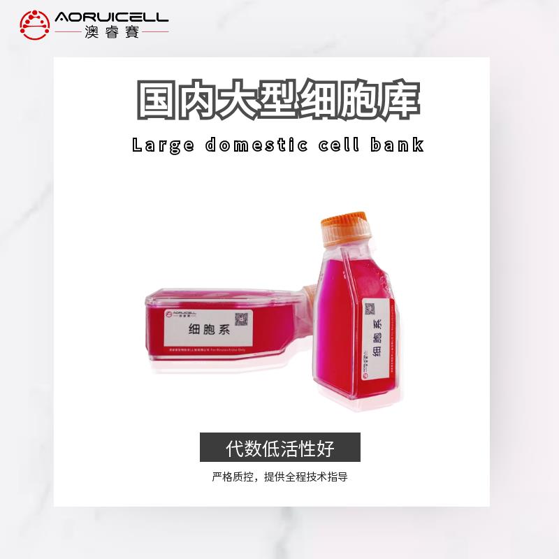 K7M2 wt [K7M2-WT]（小鼠骨肉瘤成骨细胞）,K7M2 wt [K7M2-WT]