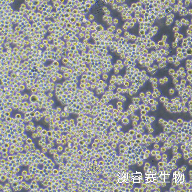 Sf9（昆虫卵巢细胞）,Sf9