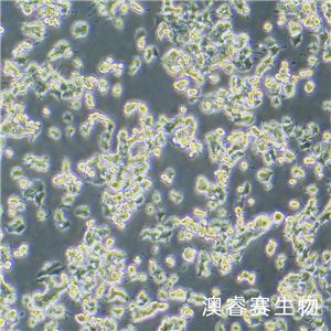 PC-12未分化（大鼠肾上腺嗜铬细胞瘤细胞（未分化））
