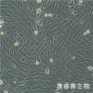 hFOB 1.19（人SV40转染成骨细胞）,hFOB 1.19