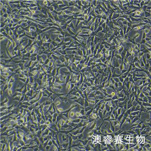 TM3（小鼠睾丸间质细胞）,TM3