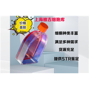 人胃腺癌细胞AGS